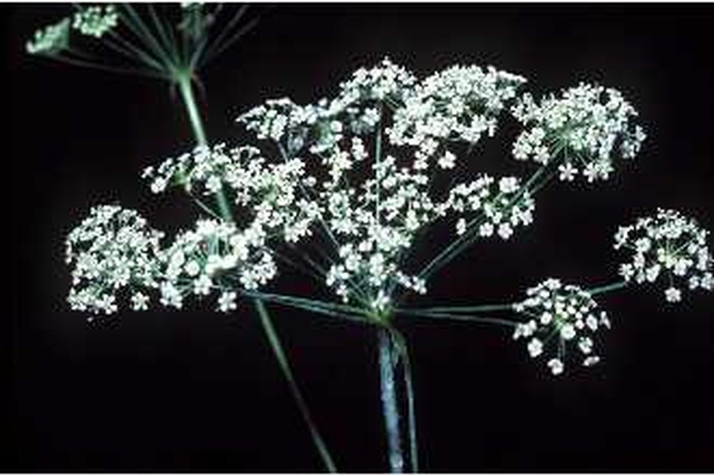 Stiff Cowbane
