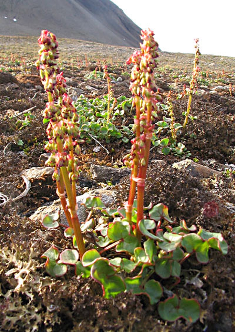 Alpine Mountainsorrel photo 2