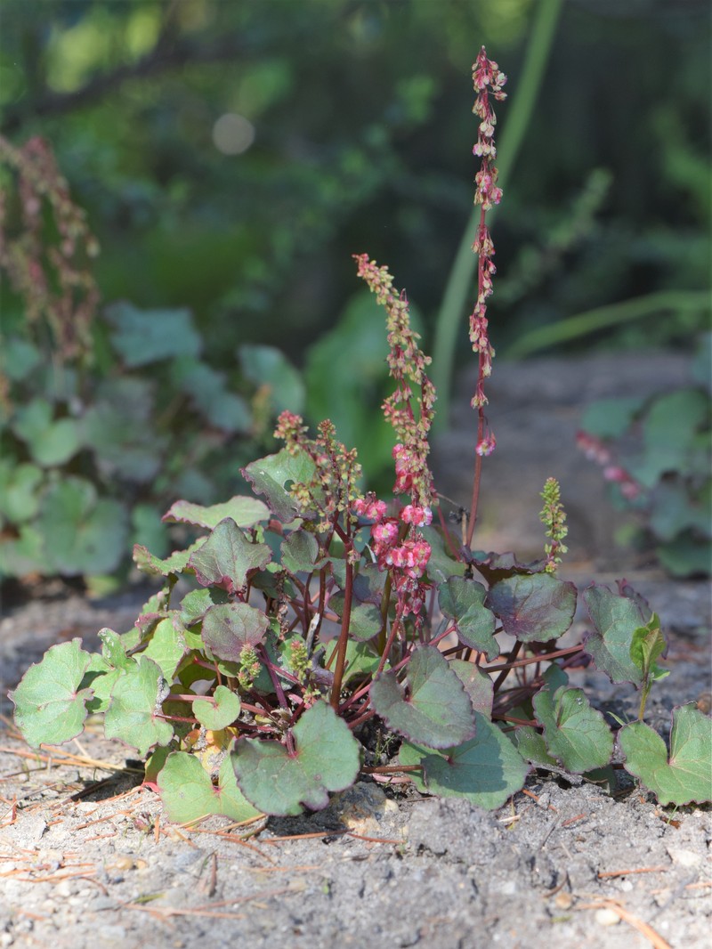 Alpine Mountainsorrel photo 3