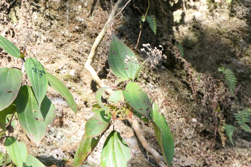 Bristletips photo 4
