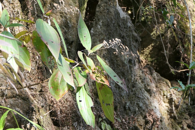 Bristletips photo 5