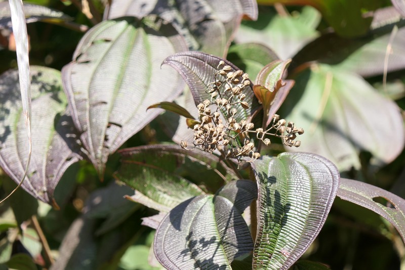 Bristletips photo 6