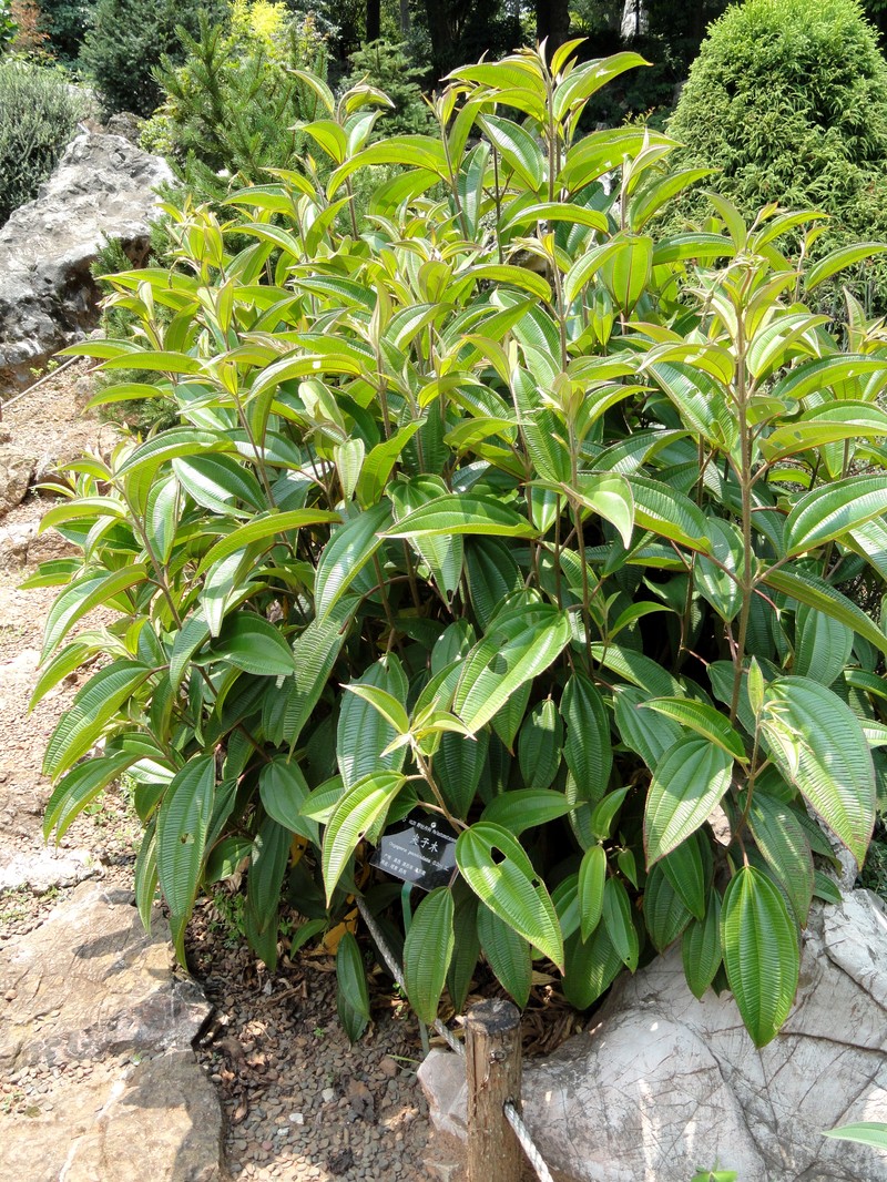 Bristletips photo 2