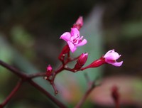 Bristletips