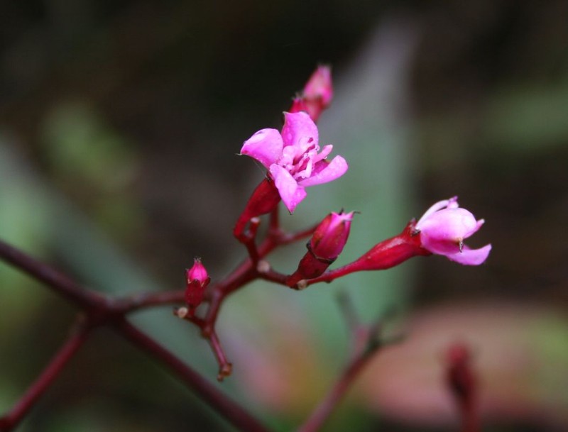 Bristletips