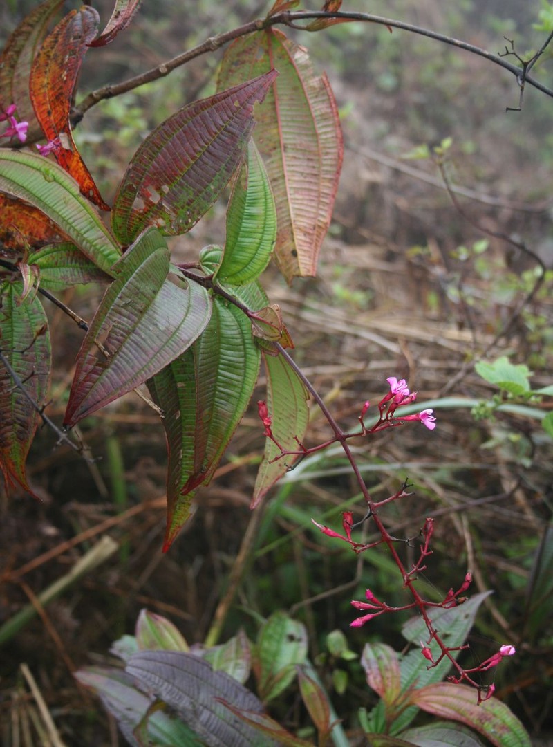Bristletips photo 3