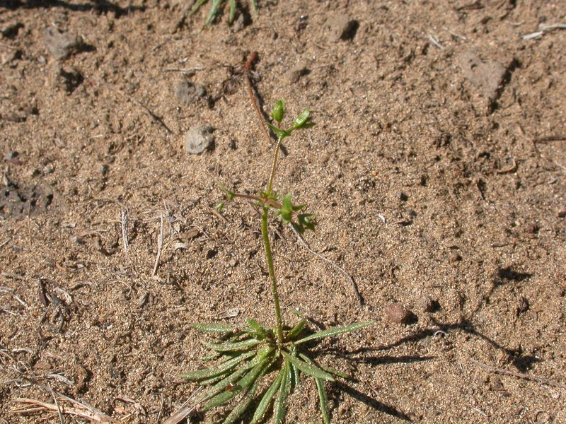 Narrowleaf Oxytheca photo 4