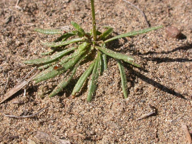 Narrowleaf Oxytheca photo 5