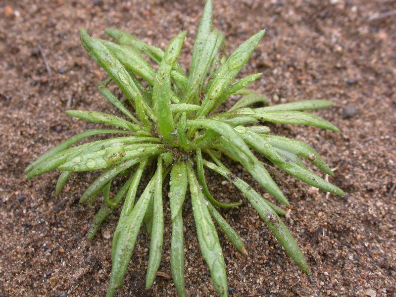 Narrowleaf Oxytheca photo 6