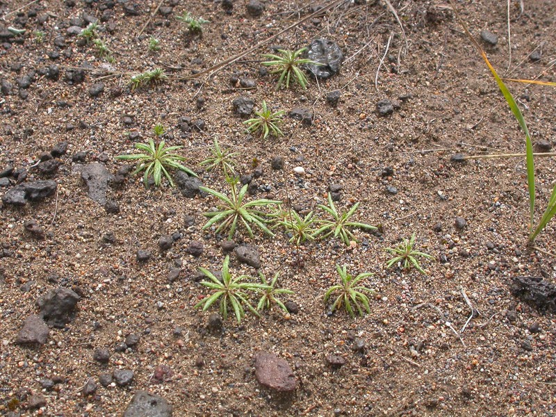 Narrowleaf Oxytheca photo 2