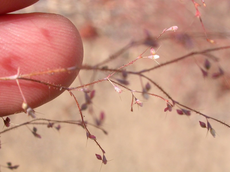Narrowleaf Oxytheca
