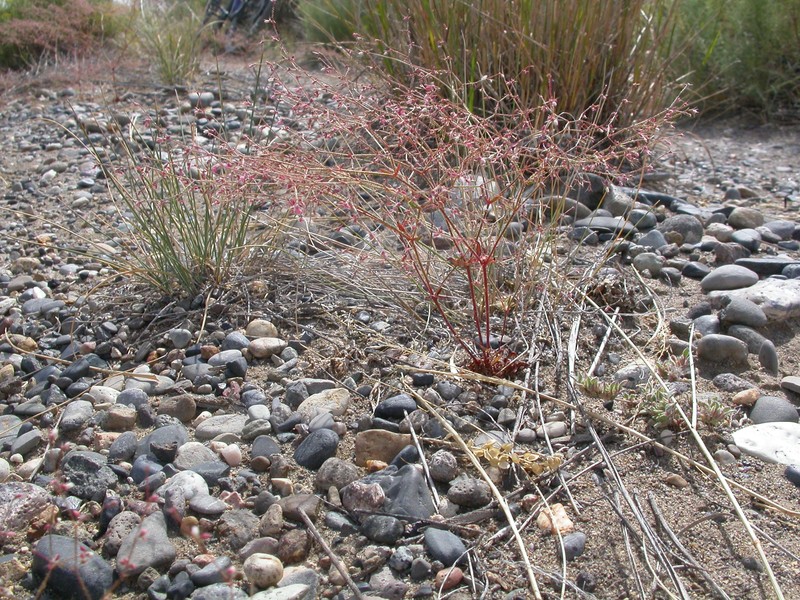 Narrowleaf Oxytheca photo 3