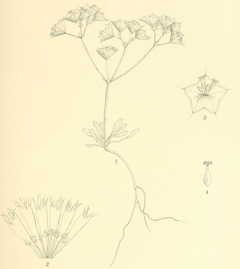 Whitemargin Oxytheca