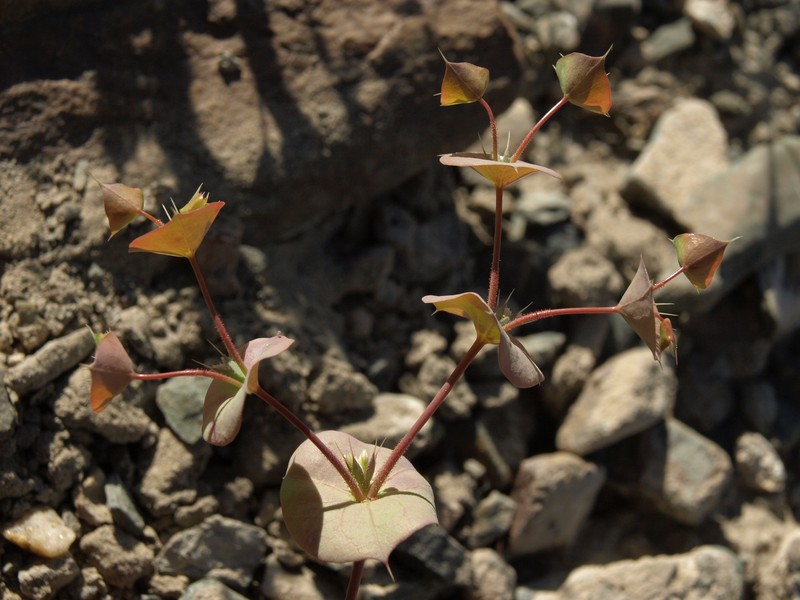 Roundleaf Oxytheca photo 4