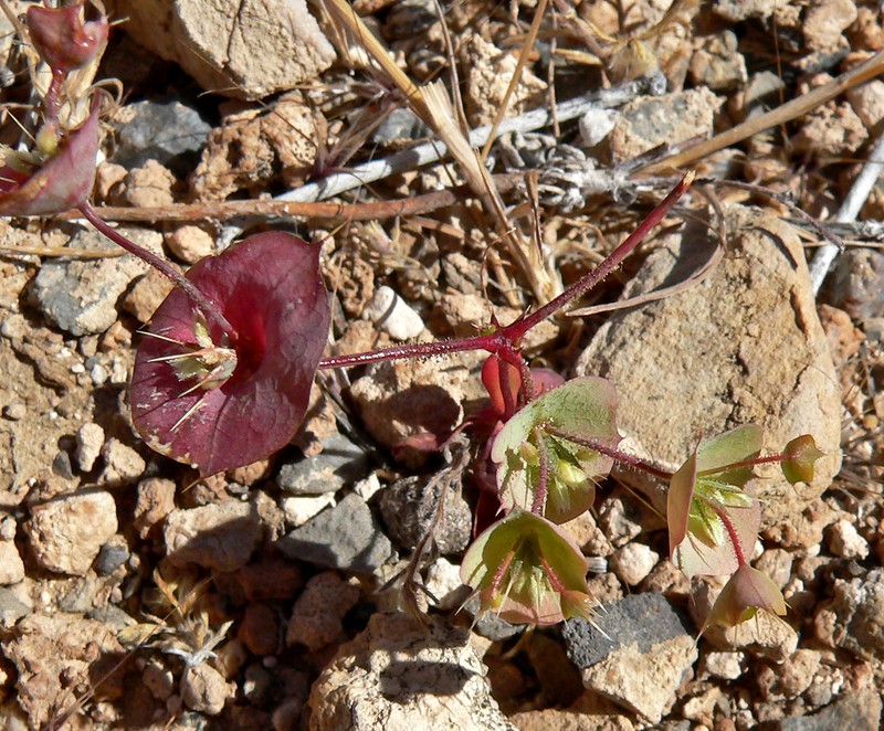 Roundleaf Oxytheca photo 5