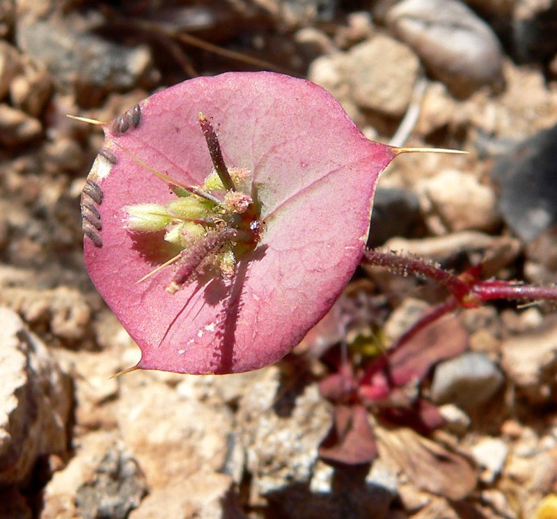 Roundleaf Oxytheca photo 6