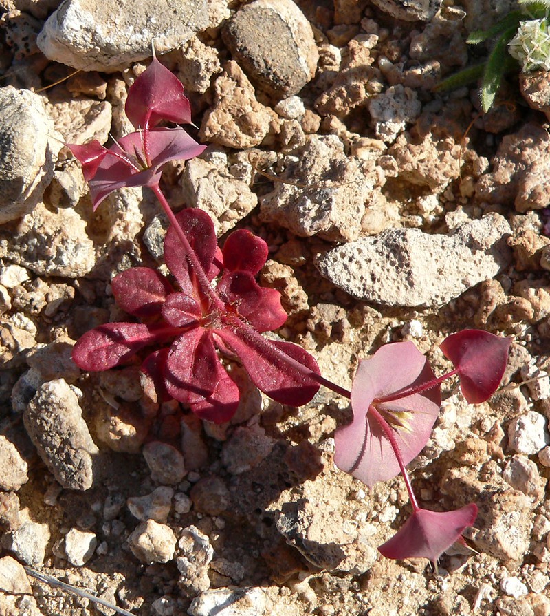 Roundleaf Oxytheca photo 2