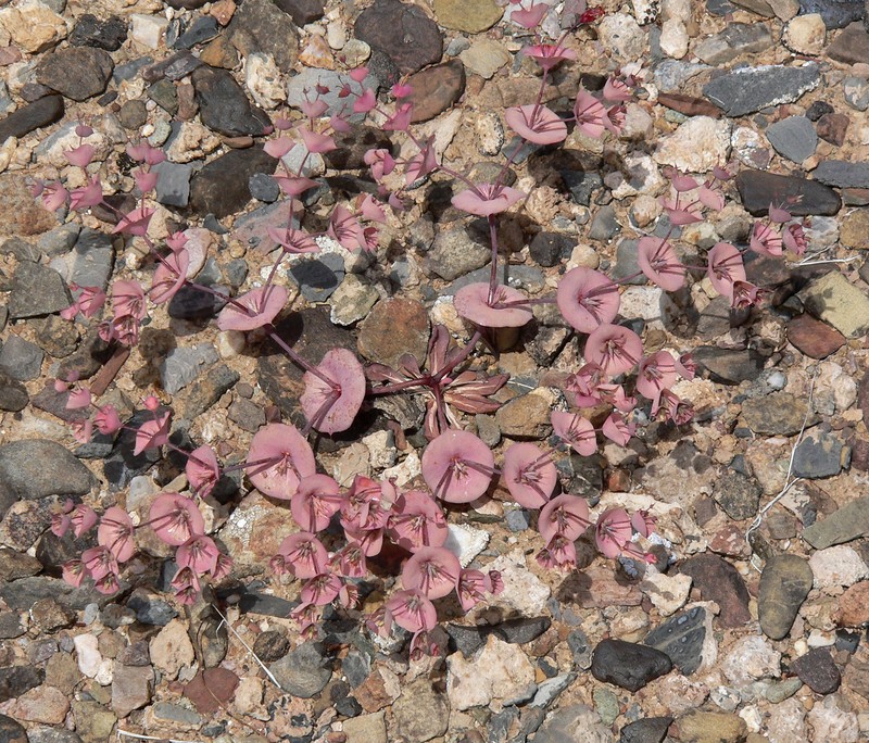 Roundleaf Oxytheca photo 3