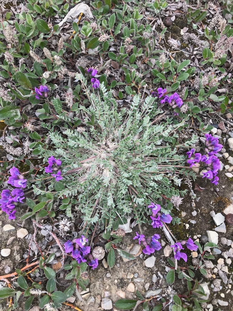 Arctic Locoweed