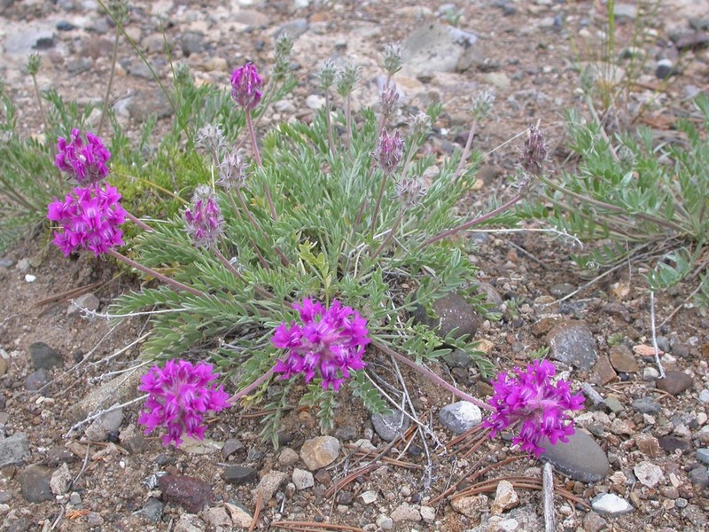 Bessey's Locoweed photo 2