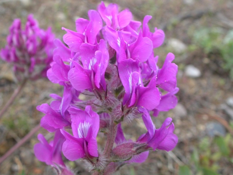 Bessey's Locoweed