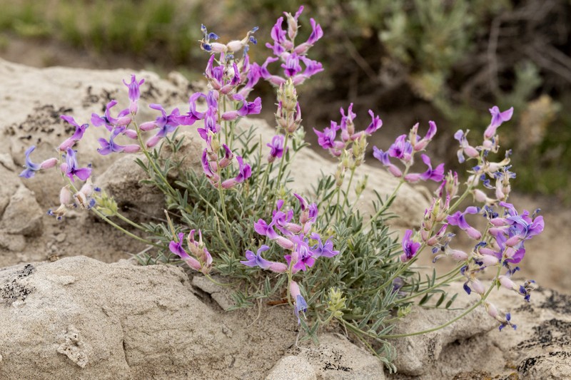 Bessey's Locoweed photo 3