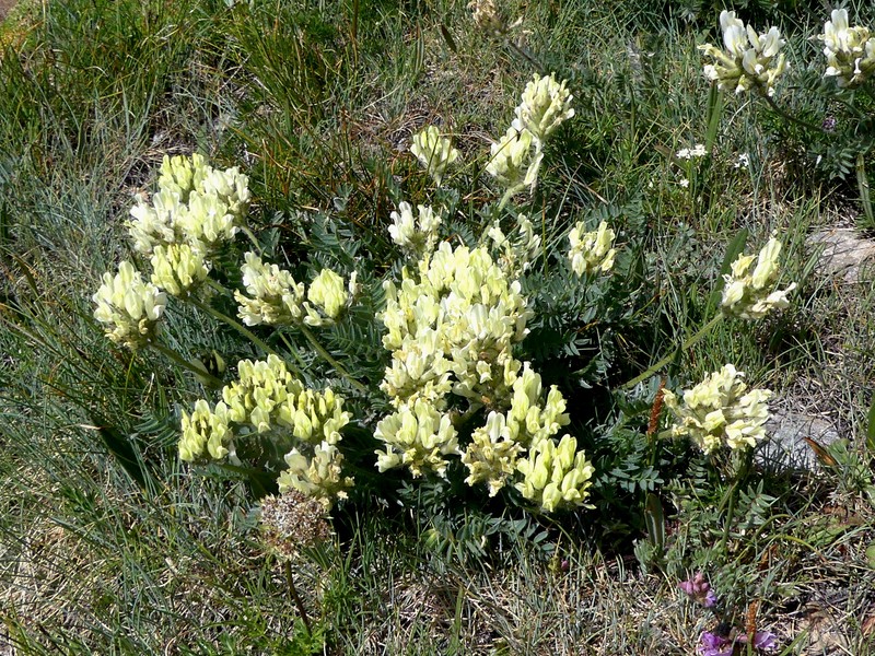 Field Locoweed photo 3