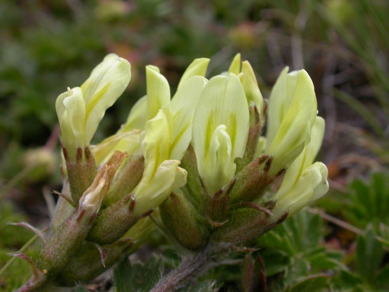 Field Locoweed