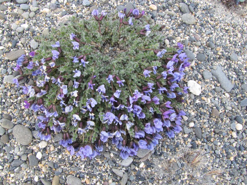 Chukotka Locoweed
