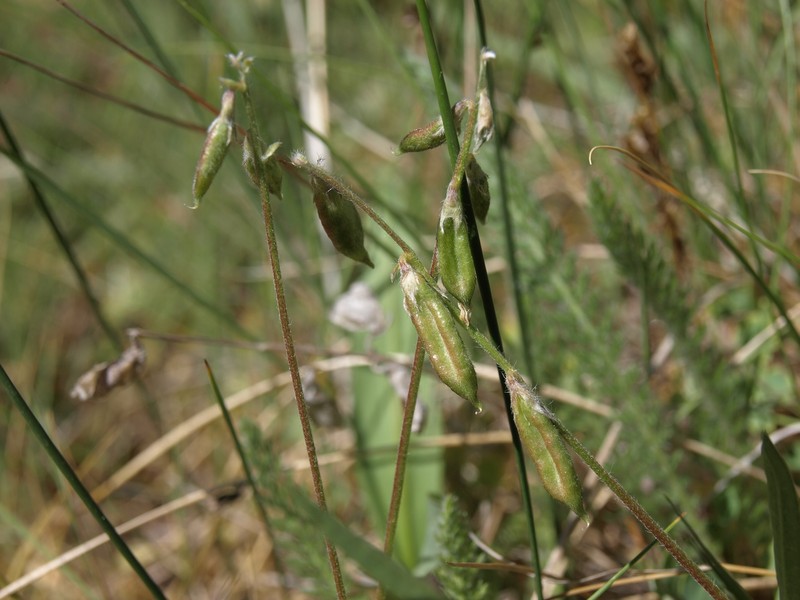 Nodding Locoweed photo 4