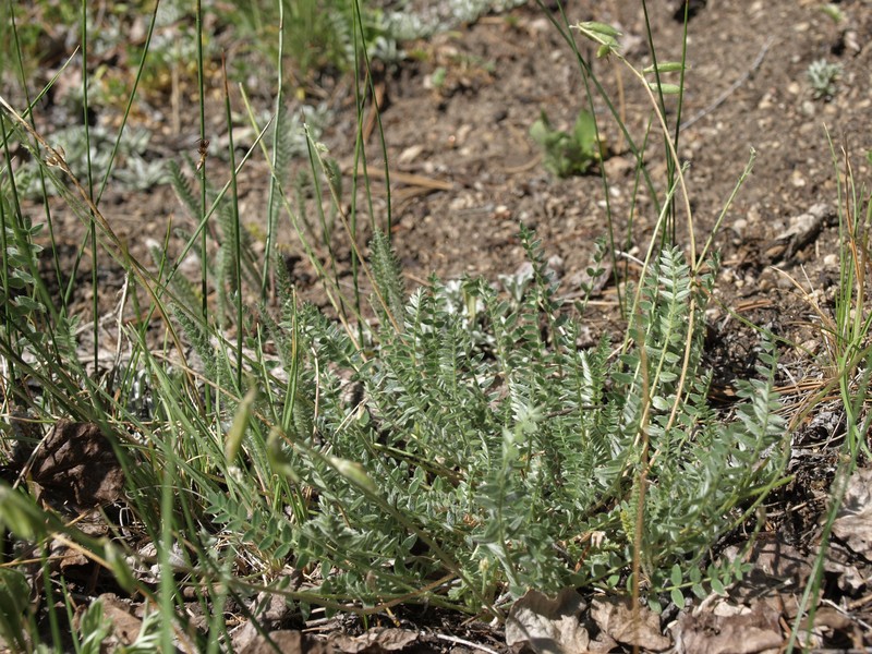 Nodding Locoweed photo 5