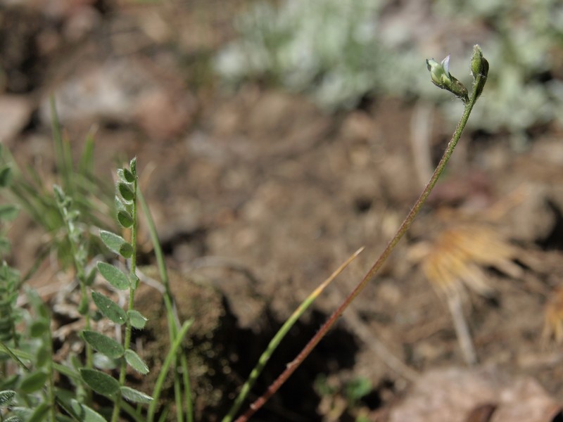 Nodding Locoweed photo 6
