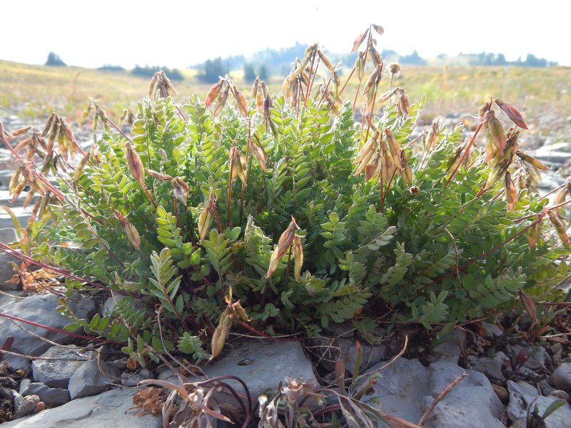 Nodding Locoweed photo 2