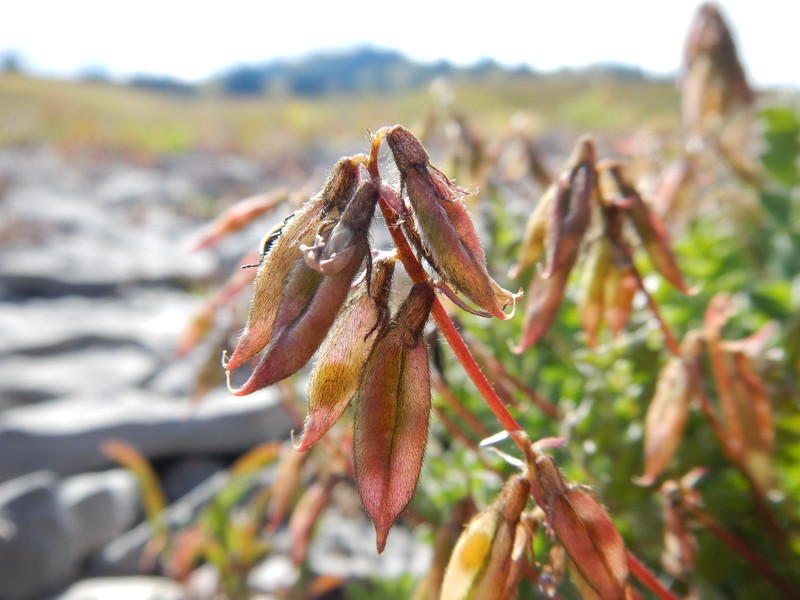 Nodding Locoweed photo 3