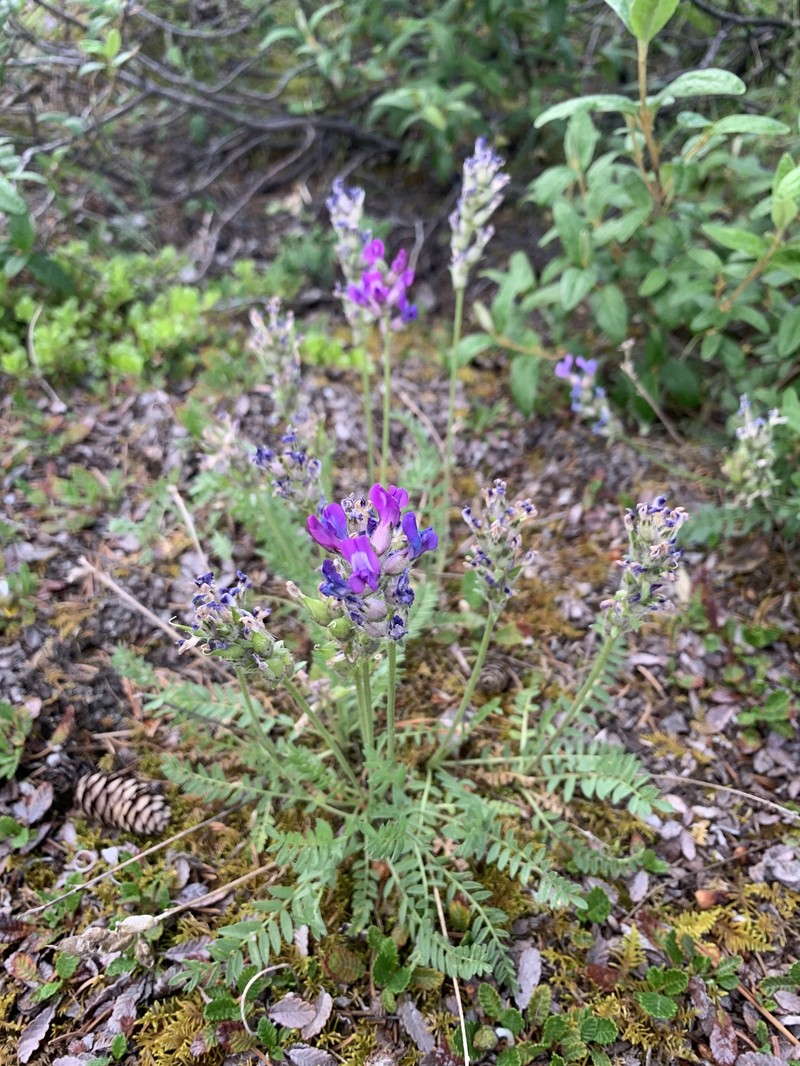 Nodding Locoweed