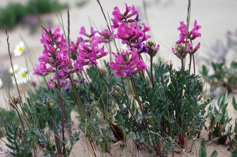 Kobuk Locoweed photo 3