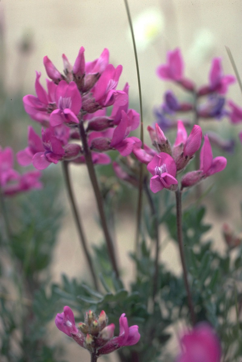 Kobuk Locoweed