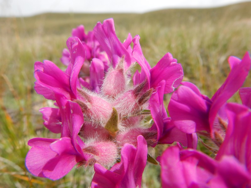 Haresfoot Locoweed photo 4