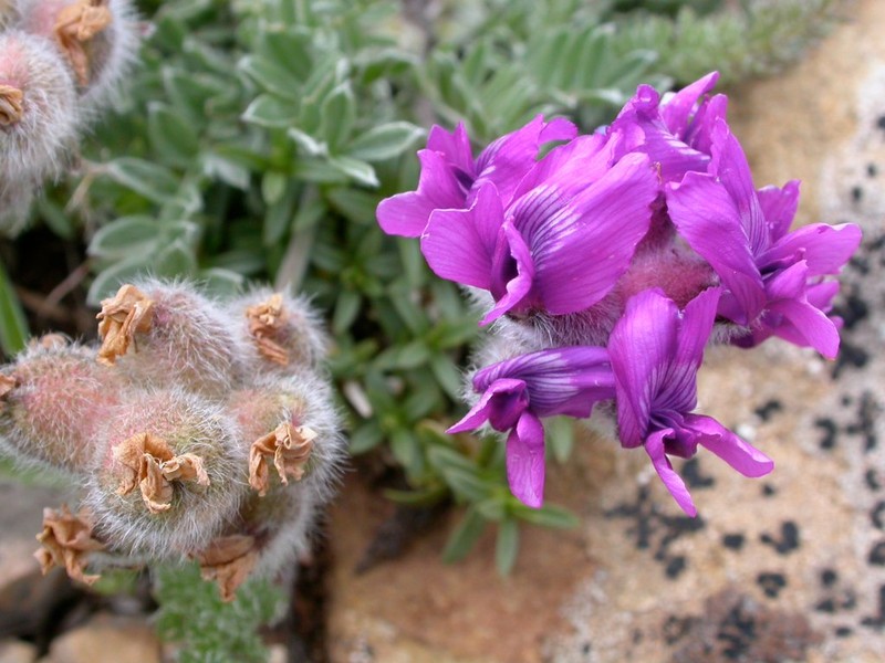Haresfoot Locoweed