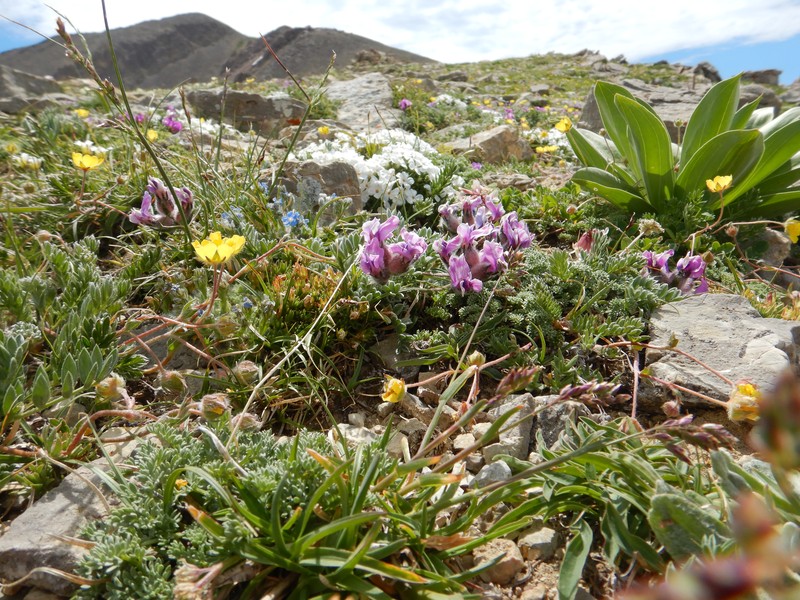 Haresfoot Locoweed photo 2