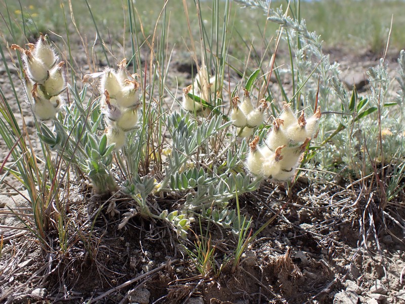 Haresfoot Locoweed photo 3