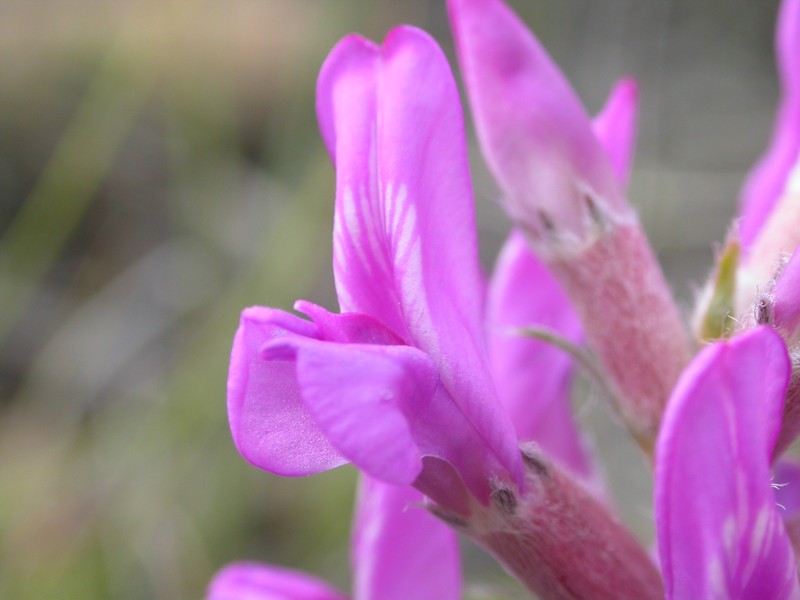 Purple Locoweed