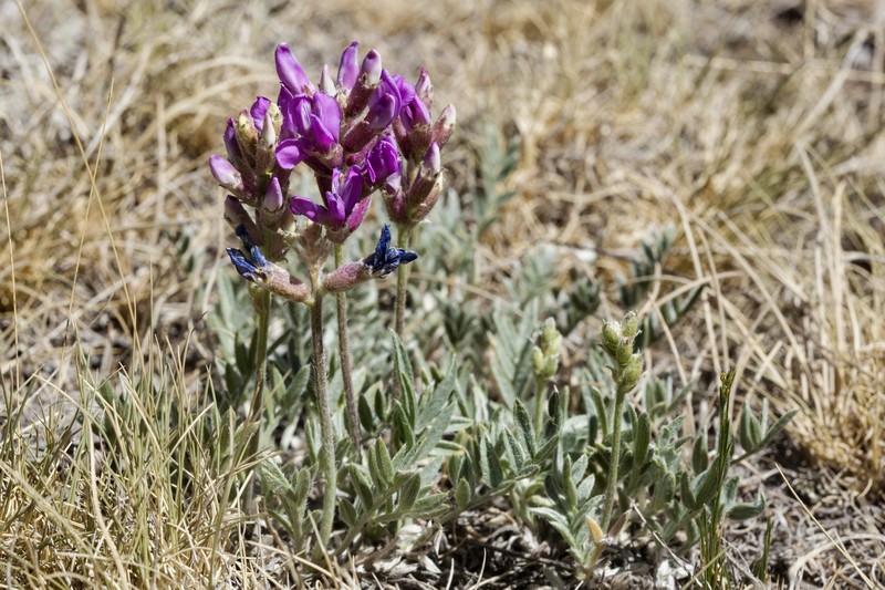 Purple Locoweed photo 2