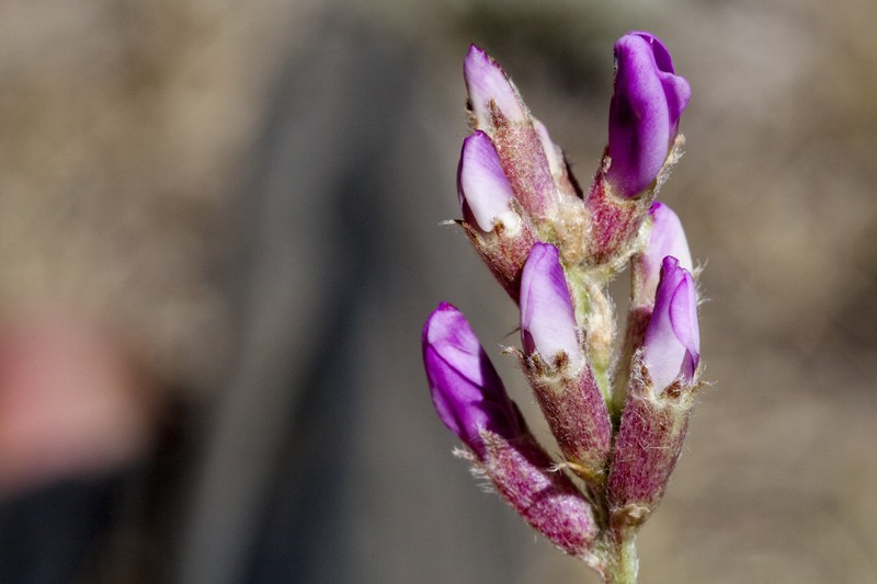 Purple Locoweed photo 3