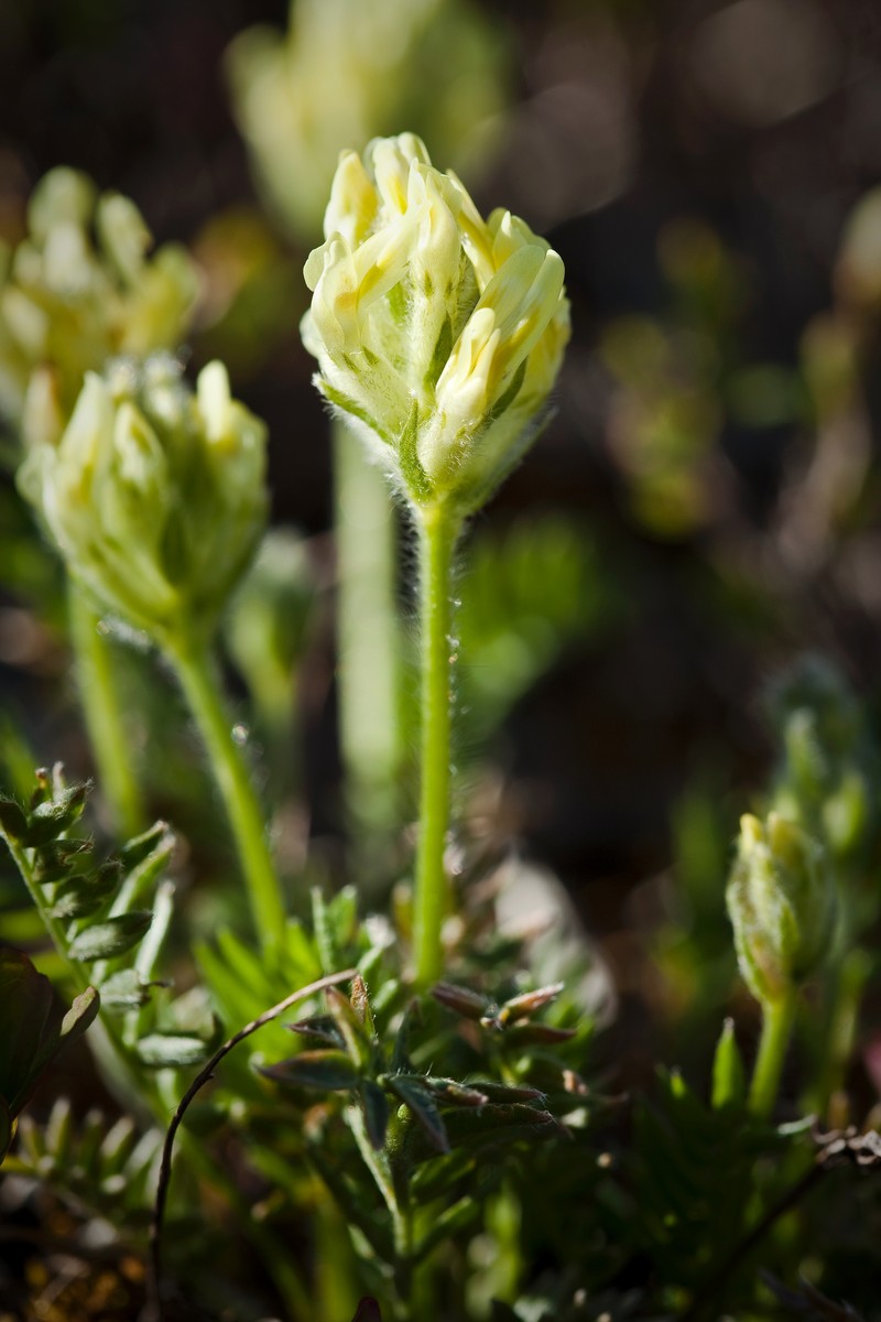 Maydell's Oxytrope photo 2