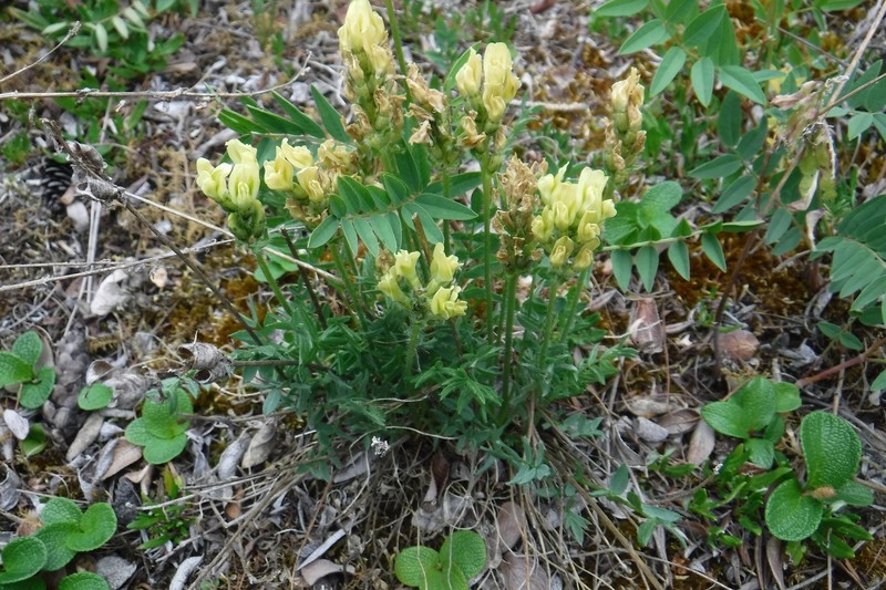 Maydell's Oxytrope photo 3