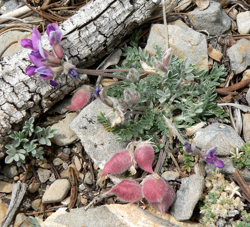 Mountain Oxytrope photo 4