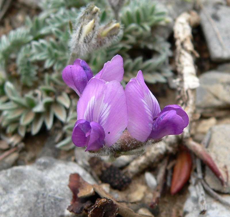 Mountain Oxytrope photo 5