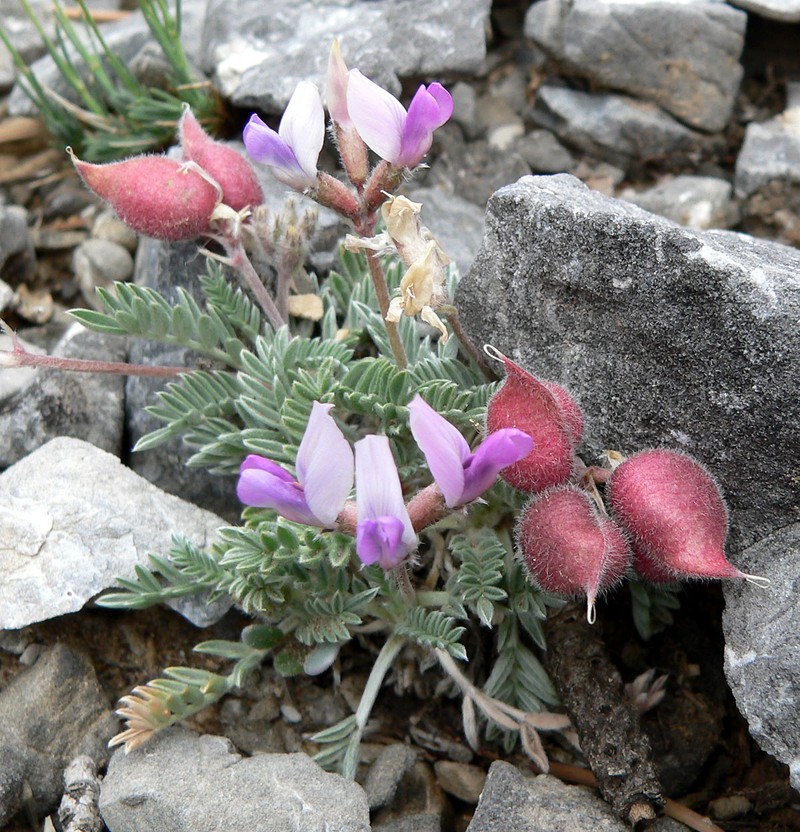 Mountain Oxytrope photo 6