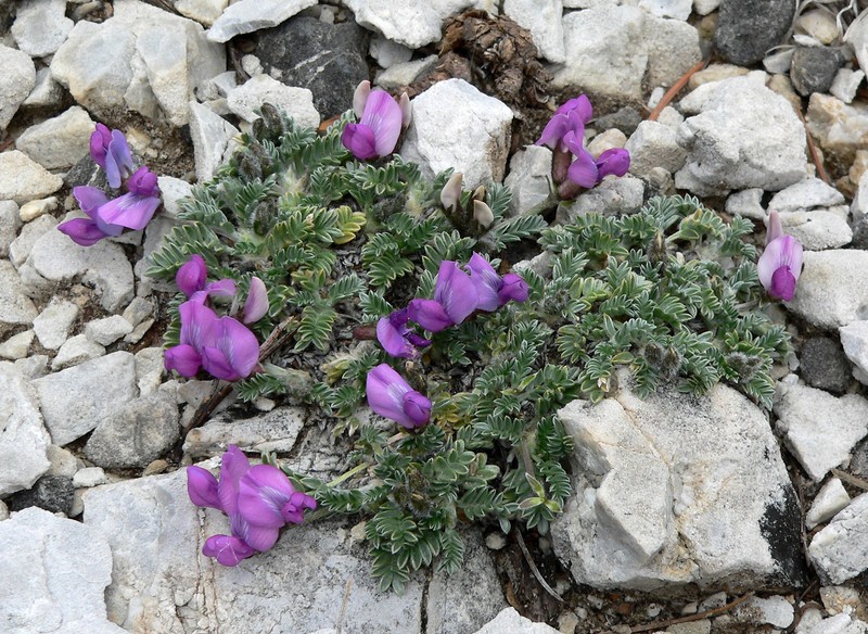 Mountain Oxytrope photo 7